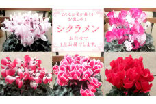 シクラメン【 おまかせ 1点 】 ガーデニング 花 はな フラワー 鉢 鉢植え 常温 ギフト プレゼント 贈り物 贈答 牛久市 確実園