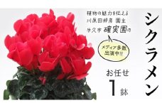 シクラメン【 おまかせ 1点 】 ガーデニング 花 はな フラワー 鉢 鉢植え 常温 ギフト プレゼント 贈り物 贈答 牛久市 確実園