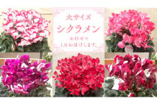 シクラメン 「大サイズ」【 おまかせ 1点 】 ガーデニング 花 はな フラワー 鉢 鉢植え 常温 ギフト プレゼント 贈り物 贈答 牛久市 確実園