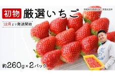 【 先行予約 】 初物 厳選いちご ( 2パック ×1箱 )【12月発送】( 茨城県共通返礼品 : 常陸太田市 ) いちご 数量限定 果物 くだもの フルーツ 苺 イチゴ ストロベリー 旬 厳選 いばらキッス ひたち姫 やよいひめ
