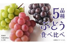 ぶどう ５品種 食べ比べ 【2025年8月上旬発送開始】(茨城県共通返礼品：大子町) ブドウ 葡萄 シャインマスカット 巨峰 ピオーネ ゴルビー 我が道 果物 フルーツ 果実