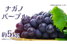 ナガノパープル 約5kg (7～9房)【2025年9月上旬発送開始】(茨城県共通返礼品：大子町) ぶどう 葡萄 ブドウ 果物 フルーツ 果実