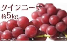 クインニーナ 約5kg (7～9房) 【2025年9月上旬発送開始】(茨城県共通返礼品：大子町) ぶどう 葡萄 ブドウ 果物 フルーツ 果実