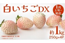 白いちご DX 約1kg (250g×4P)【2026年1月上旬発送開始】(茨城県共通返礼品：大子町) 苺 いちご イチゴ 果物 フルーツ おやつ