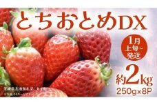 とちおとめ DX 約2kg (250g×8P)【2026年1月上旬発送開始】(茨城県共通返礼品：大子町) 苺 いちご イチゴ 果物 フルーツ おやつ