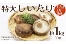 特大 しいたけ 約1kg (30個)【2025年12月上旬発送開始】(茨城県共通返礼品：大子町) 肉厚 椎茸 ステーキ 天ぷら 鍋料理