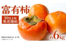 富有柿 約6kg 【2025年10月上旬発送開始】(茨城県共通返礼品：大子町) 柿 カキ かき 果物 フルーツ 旬 季節限定 期間限定