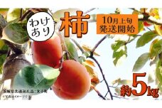 【 訳あり 】 柿 約5kg【2025年10月上旬発送開始】(茨城県共通返礼品：大子町) 柿 かき カキ 果物 フルーツ 旬 季節限定 期間限定