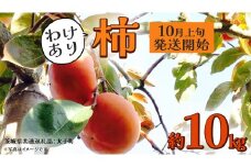 【 訳あり 】 柿 約10kg【2025年10月上旬発送開始】(茨城県共通返礼品：大子町) 柿 かき カキ 果物 フルーツ 旬 季節限定 期間限定