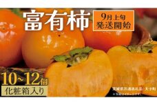 【化粧箱入り】富有柿10～12個【2025年9月上旬発送開始】(茨城県共通返礼品：大子町) 柿 かき カキ 果物 フルーツ 旬 季節限定 期間限定 贈答用 ギフト 贈り物