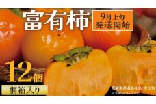 【桐箱入り】 富有柿 12個【2025年9月上旬発送開始】(茨城県共通返礼品：大子町) 柿 かき カキ 果物 フルーツ 旬 季節限定 期間限定 贈答用 ギフト 贈り物