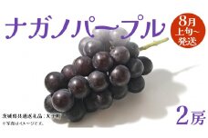 ナガノパープル 2房 【2025年8月上旬発送開始】(茨城県共通返礼品：大子町) ぶどう 葡萄 ブドウ 果物 フルーツ 果実        
