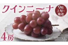 クインニーナ４房 【2025年9月上旬発送開始】(茨城県共通返礼品：大子町) ぶどう 葡萄 ブドウ 果物 フルーツ 果実