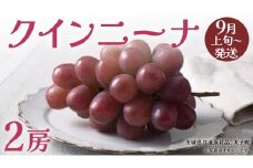 クインニーナ２房 【2025年9月上旬発送開始】(茨城県共通返礼品：大子町) ぶどう 葡萄 ブドウ 果物 フルーツ 果実