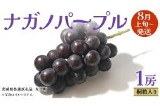 【 桐箱入り 】 ナガノパープル 1房 【2025年8月上旬発送開始】(茨城県共通返礼品：大子町) ぶどう 葡萄 ブドウ 果物 フルーツ 果物 贈答用 ギフト 贈り物