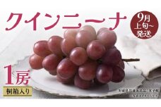 【 桐箱入り 】 クインニーナ１房 【2025年9月上旬発送開始】(茨城県共通返礼品：大子町) ぶどう 葡萄 マスカット フルーツ 果物 贈答用 ギフト 贈り物