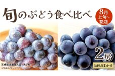 旬な ぶどう 食べ比べ 700g × ２房【2025年8月上旬発送開始】(茨城県共通返礼品：大子町) ぶどう 葡萄 フルーツ 果物 おまかせ お楽しみ