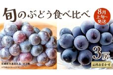 旬な ぶどう 食べ比べ 700g × 3房 【2025年8月上旬発送開始】(茨城県共通返礼品：大子町) ぶどう 葡萄 フルーツ 果物 おまかせ お楽しみ
