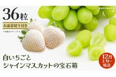 【 お歳暮 熨斗付き 】 白いちご と シャインマスカット の宝石箱 36粒【2025年12月上旬発送開始】(茨城県共通返礼品：大子町) いちご マスカット 果物 フルーツ 旬 季節限定 期間限定 贈答用 ギフト 贈り物