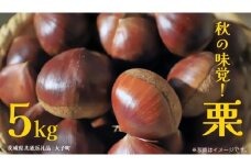 秋の味覚「 栗 」5kg【2025年9月上旬発送開始】(茨城県共通返礼品：大子町) くり  マロン 果物 スイーツ モンブラン 栗きんとん 生栗 焼き栗 甘栗