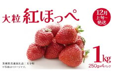 紅ほっぺ 大粒 250g（8～12粒）×4パック【2025年12月上旬発送開始】(茨城県共通返礼品：大子町) いちご 苺 果物 フルーツ 果実