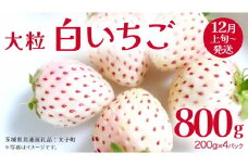 白いちご 大粒 200ｇ（8～12粒）×4パック【2025年12月上旬発送開始】(茨城県共通返礼品：大子町) いちご 苺 果物 フルーツ 果実