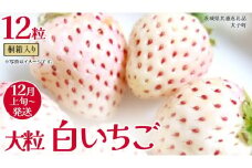 桐箱入り 大粒 白いちご 12粒【2025年12月上旬発送開始】(茨城県共通返礼品：大子町) いちご 苺 果物 フルーツ 果実