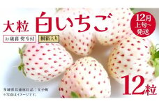 【 お歳暮 熨斗付き 】 桐箱入り 大粒 白いちご 12粒【2025年12月上旬発送開始】(茨城県共通返礼品：大子町) いちご 苺 果物 フルーツ 果実 贈答用 ギフト 贈り物