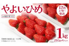 【 お歳暮 熨斗付き 】 やよいひめ 250g（8～12粒）×4パック【2025年12月上旬発送開始】(茨城県共通返礼品：大子町) いちご 苺 果物 フルーツ 果実 贈答用 ギフト 贈り物
