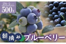 【 先行予約 】 朝摘み ブルーベリー 500g ＜離島・沖縄配送不可＞【2025年6月上旬～8月上旬頃順次発送予定】【 ブルーベリー 朝摘み ベリー 果物 フルーツ 生ブルーベリー 新鮮 果実 レシピ ジャム チーズケーキ 茨城県 つくば市 】