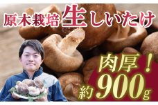 肉厚!原木しいたけちゃん 900g＜離島・沖縄配送不可＞【しいたけ 椎茸 原木 きのこ 肉厚 香り 野菜 国産 大容量 農薬不使用 化学肥料不使用 最高品質 農園 人気 おすすめ】