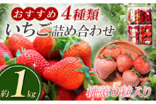 高級いちご「 桃薫 」入り！ おすすめ４種いちごの詰め合わせ 1kg 【 イチゴ 苺  白いちご 茨城県 つくば市 大粒 人気 1キロ 果物 フルーツ デザート ギフト 贈り物 新鮮 高級 甘い 食べ比べ 】