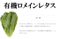 有機ロメインレタス