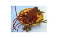 常陸乃国いせ海老 1尾(600～700g) 冷凍【1599662】