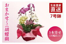 おまかせミニ胡蝶蘭（5本寄せ35輪以上）【お花 花 コチョウラン 胡蝶蘭 蘭 ラッピング 贈り物 プレゼント 誕生日 お祝い 誕生日 母の日 父の日 敬老の日 鹿嶋市 茨城県】（KAR-3）