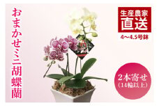 おまかせミニ胡蝶蘭（2本寄せ14輪以上）【陶器鉢】【お花 花 コチョウラン 胡蝶蘭 蘭 贈り物 プレゼント 誕生日 お祝い 誕生日 母の日 父の日 敬老の日 鹿嶋市 茨城県】（KAR-4）