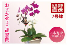 おまかせミニ胡蝶蘭（3本寄せ21輪以上）【陶器鉢】【お花 花 コチョウラン 胡蝶蘭 蘭 贈り物 プレゼント 誕生日 お祝い 誕生日 母の日 父の日 敬老の日 鹿嶋市 茨城県】(KAR-5)