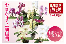 おまかせミニ胡蝶蘭（単鉢・7輪以上）4鉢セット【お花 花 コチョウラン 胡蝶蘭 蘭 贈り物 プレゼント 誕生日 お祝い 誕生日 母の日 父の日 敬老の日 鹿嶋市 茨城県】（KAR-7）