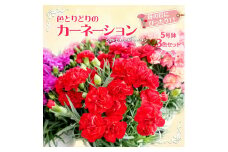 色とりどりのカーネーション（5号鉢）3色セット 母の日　花　プレゼント（KAQ-1）