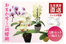 おまかせミニ胡蝶蘭（単鉢・7輪以上）3鉢セット【お花 花 コチョウラン 胡蝶蘭 蘭 贈り物 プレゼント 誕生日 お祝い 誕生日 母の日 父の日 敬老の日 鹿嶋市 茨城県】（KAR-8）