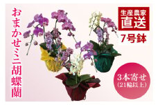 おまかせミニ胡蝶蘭（3本寄せMIX）【お花 花 コチョウラン 胡蝶蘭 蘭 ラッピング 贈り物 プレゼント 誕生日 お祝い 誕生日 母の日 父の日 敬老の日 鹿嶋市 茨城県】（KAR-9）