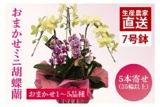 花農家応援企画！！おまかせミニ胡蝶蘭（5本寄せ）【お花 花 コチョウラン 胡蝶蘭 蘭 ラッピング 贈り物 プレゼント 誕生日 お祝い 誕生日 母の日 父の日 敬老の日 鹿嶋市 茨城県】（KAR-11）