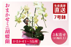 花農家応援企画！！おまかせミニ胡蝶蘭（3本寄せ）【お花 花 コチョウラン 胡蝶蘭 蘭 ラッピング 贈り物 プレゼント 誕生日 お祝い 誕生日 母の日 父の日 敬老の日 鹿嶋市 茨城県】（KAR-10）