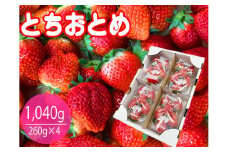 【数量限定】とちおとめ 4パック入り1箱 いちご　イチゴ　苺　フルーツ 果物（KBP-2）