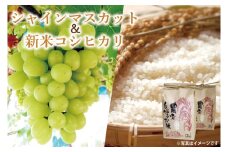 新米コシヒカリ4kg/シャインマスカット2房【期間限定 数量限定 葡萄 ブドウ フルーツ 新米 こしひかり お米 セット 鹿嶋市 茨城県】(KBT-2A)