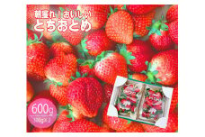 新鮮朝獲れ！おいしいとちおとめ 2パック入り1箱　300g×2パック　計600g （KBP-5）