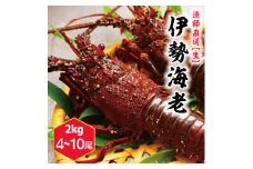 【漁師直送／生】伊勢海老（2kg／4〜10本）（KBL-23）