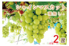 【先行予約】シャインマスカット約500g×2房（約1kg）【数量限定 フルーツ 果物 新鮮 種無し 葡萄 マスカット 鹿嶋市 茨城県】（KBT-4）