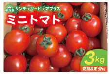 【先行予約】朝採れ サンチェリーピュアプラス ミニトマト ３kg 野菜 フレッシュ 新鮮 BBQ ぷちとまと 酸味 おいしい こども 甘み みずみずしい やさい 産地 直送 茨城 鹿嶋市 超濃厚 甘い 人気 ビタミンC 美味しい 大容量 ギフト 贈り物 産直野菜 農園直送 送料無料 (KAM-30)　