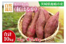 【先行予約】【10月中旬～11月末までの発送品！】【自然栽培】紅はるか 生さつまいも(8kg+約25%補償分)　計 約10kg【サツマイモ 芋 いも べにはるか 自然栽培 新鮮 オーガニック 焼き芋 煮物 天ぷら スイートポテト 鹿嶋市 茨城県 】（KAG-40）